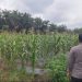 Jagung Hibrida F1 di Batang Kulim dukung Ketahanan Pangan Pkl. Kuras Tumbuh Subur