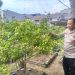 Polisi cinta Petani, Sambang Kebun Cabe Dalam Rangka Mendukung Ketahanan Pangan