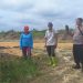 Polisi Cinta Petani, Polsek Kuantan Mudik Cek Perkembangan Tanaman Jagung.