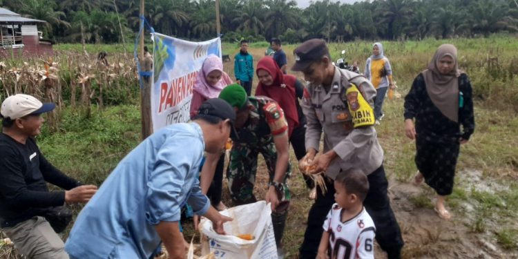 DUKUNG KETAHANAN PANGAN, BHABINKAMTIBMAS DESA TANJUNG PAUH BANTU KEGIATAN PANEN JAGUNG PIPIL