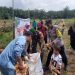 DUKUNG KETAHANAN PANGAN, BHABINKAMTIBMAS DESA TANJUNG PAUH BANTU KEGIATAN PANEN JAGUNG PIPIL