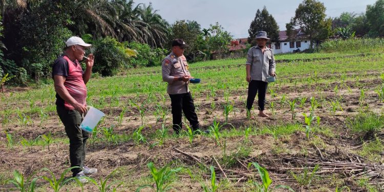 Polsek Ukui lakukan pendampingan kekebun , Pupuk Jagung Bukit Gajah untuk Ketahanan Pangan Ukui