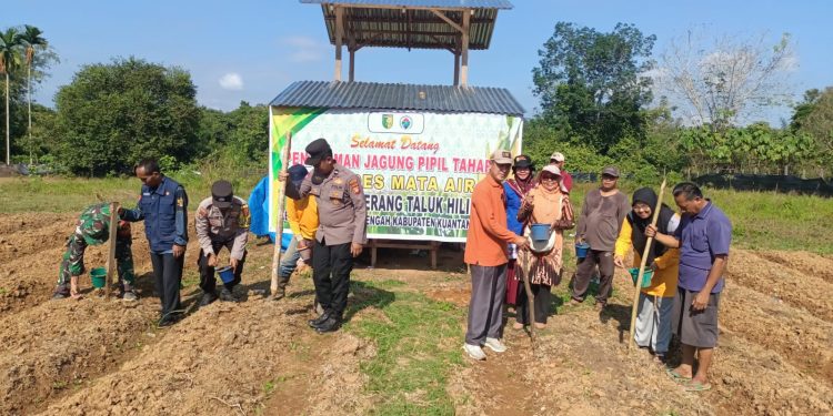 Kapolres Kuansing Dukung Penanaman Jagung Pipil di Seberang Taluk Hilir untuk Perkuat Ketahanan Pangan