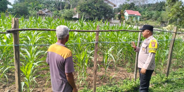 Kapolres Kuansing Pantau Perkembangan Tanaman Jagung di Hulu Kuantan, Perkuat Dukungan Swasembada Pangan 2026