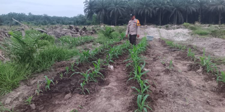 Kebun Jagung TKD Kampung Baru Tumbuh Optimal di Musim Kemarau Dukung Ketahanan Pangan
