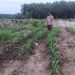 Kebun Jagung TKD Kampung Baru Tumbuh Optimal di Musim Kemarau Dukung Ketahanan Pangan