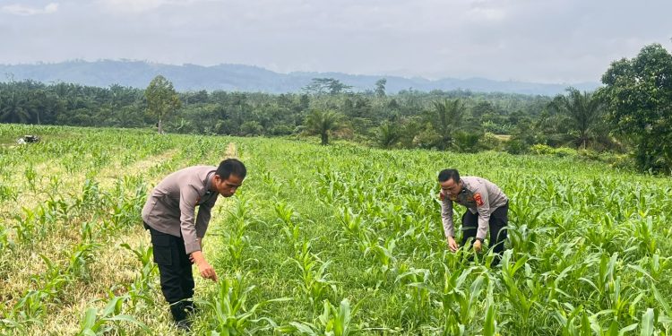 Dukung Program Presiden RI, Polres Rohul Cek Perkembangan Jagung di Lahan Ketahanan Pangan Seluas 6 Hektare