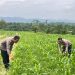 Dukung Program Presiden RI, Polres Rohul Cek Perkembangan Jagung di Lahan Ketahanan Pangan Seluas 6 Hektare