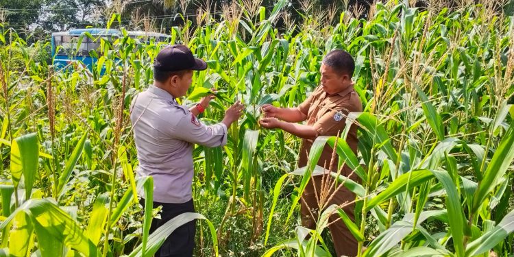 Polsek Bandar Sekijang Turun ke LadanJagung Bukti Polri siapJaga ketahanan Pangan