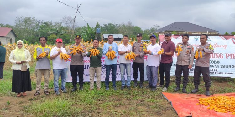 Polres Kuansing Dukung Panen Raya Jagung Pipil di Desa Koto Taluk untuk Ketahanan Pangan Nasional