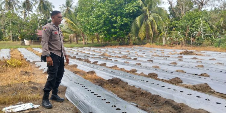 Target Swasembada Pangan Polres Inhu, Dari Jagung Pipil Hingga Pekarangan