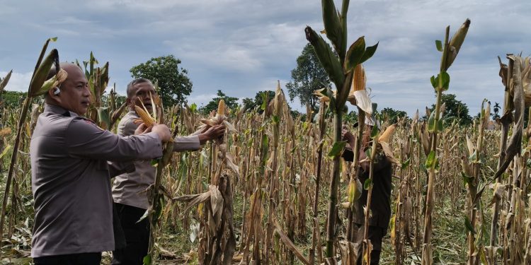 Pengecekan Kebun Jagung Pipil di Lahan Ketahanan Pangan Polsek Sukajadi