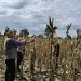 Pengecekan Kebun Jagung Pipil di Lahan Ketahanan Pangan Polsek Sukajadi
