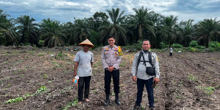 3 Hektare Jagung Pipil Kelompok Tani Maju Bersama Ukui Tumbuh, Polsek Kawal Ketahanan Pangan