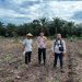 3 Hektare Jagung Pipil Kelompok Tani Maju Bersama Ukui Tumbuh, Polsek Kawal Ketahanan Pangan