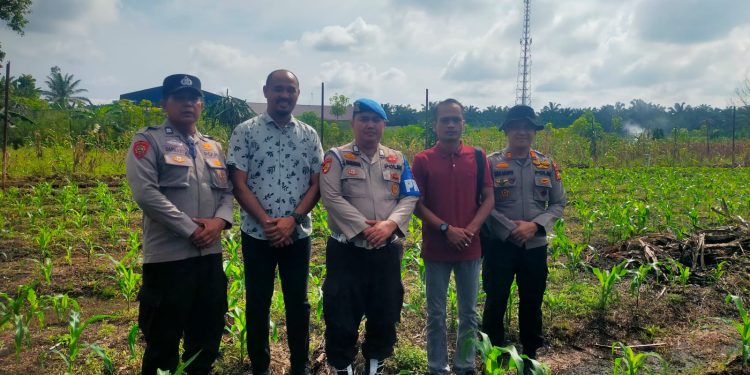 POLSEK KKH PERIKSA JAGUNG PIPIL TUMPANG SARI – TANAMAN USIA 20 HARI KONDISI BAIK, DUKUNG PROGRAM KETAHTANAN PANGAN