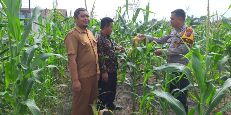 BHABINKAMTIBMAS TAPUNG HILIR PERIKSA JAGUNG PIPIL DI DESA TAPUNG MAKMUR – DUKUNG PROGRAM KETAHTANAN PANGAN