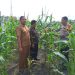 BHABINKAMTIBMAS TAPUNG HILIR PERIKSA JAGUNG PIPIL DI DESA TAPUNG MAKMUR – DUKUNG PROGRAM KETAHTANAN PANGAN