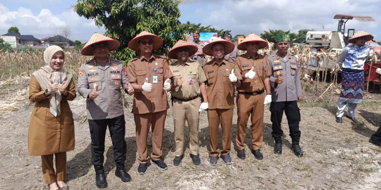 Polsek Bukit Raya Panen Raya Jagung Pipil Kuartal Ke II
