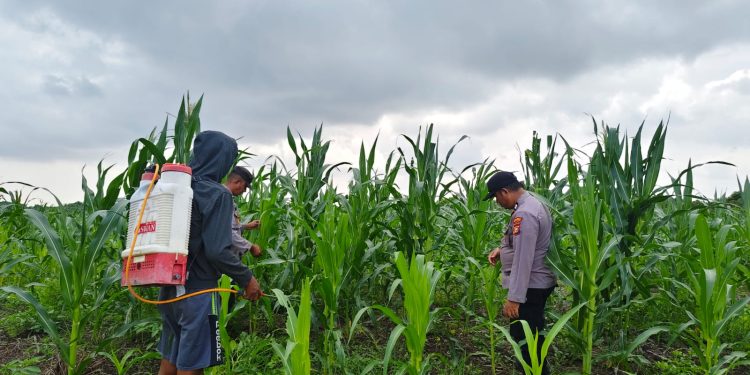 15 Hektare Jagung Pipil Poktan Senang Jaya Kuala Kampar Tumbuh Baik, Polsek Kawal Ketahanan Pangan