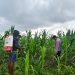 15 Hektare Jagung Pipil Poktan Senang Jaya Kuala Kampar Tumbuh Baik, Polsek Kawal Ketahanan Pangan