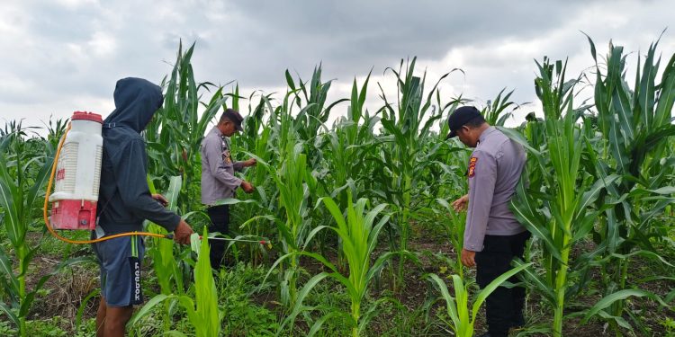 15 Hektare Jagung Pipil Poktan Senang Jaya Kuala Kampar Tumbuh Baik, Polsek Kawal Ketahanan Pangan