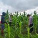 15 Hektare Jagung Pipil Poktan Senang Jaya Kuala Kampar Tumbuh Baik, Polsek Kawal Ketahanan Pangan