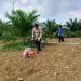 Polsek Kuantan Mudik Dukung Swasembada Pangan 2026, Laksanakan Penanaman Jagung Pipil di Desa Lubuk Ramo