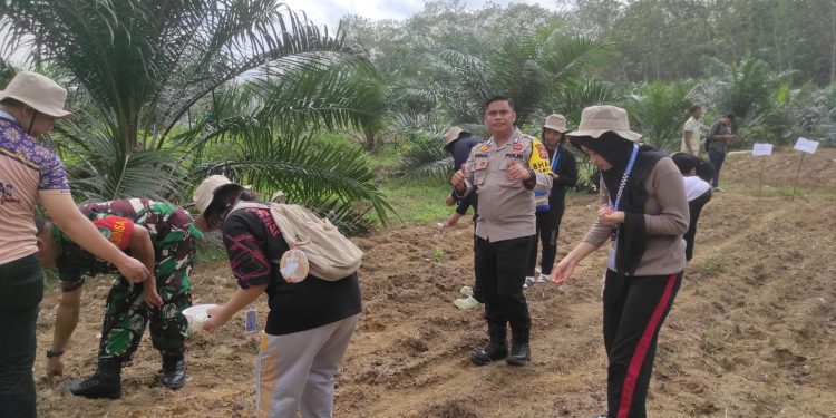 Polsek Benai Dukung Ketahanan Pangan, Laksanakan Penanaman Benih Jagung Pipil di Desa Geringging Baru