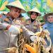 Sinergi Polres Siak Sukseskan Program Ketahanan Pangan : 28 Hektare Lahan Panen Raya, Puluhan Ton Jagung dihasilkan