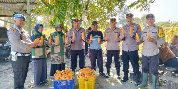 Panen Jagung Pipil Kuartal III Polsek Sukajadi di Wilayah Polresta Pekanbaru Dalam Rangka Mendukung Swasembada Pangan tahun 2026.