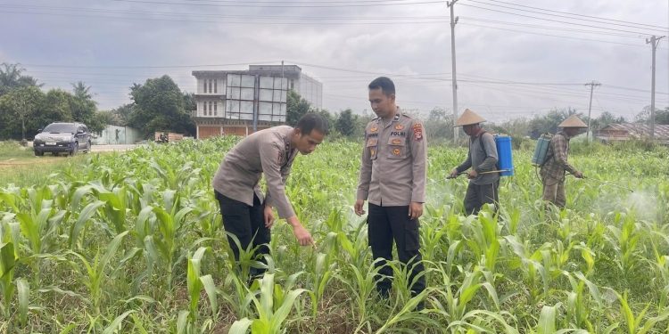 Pastikan Hasil Panen Optimal, Bag SDM Polres Rokan Hulu Cek Tanaman Jagung di Lahan Pemda Seluas 6 Hektare