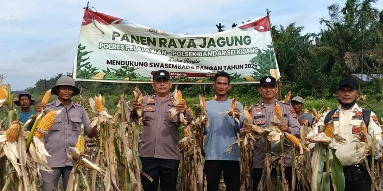 Panen Pertama Ketahanan Pangan Polsek Bandar Sei Kijang Dampingi Jagung Pipil PT. CDSL
