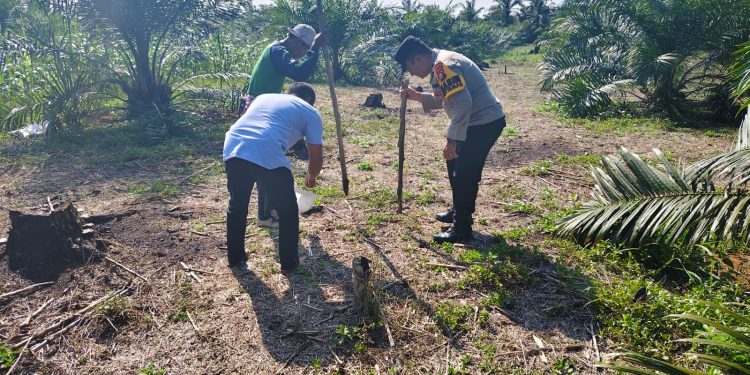 PROGRAM KETAHTANAN PANGAN BERLANJUT – JAGUNG PIPIL TUMPANG SARI TANAMI DI DESA BANGUN SARI