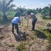 PROGRAM KETAHTANAN PANGAN BERLANJUT – JAGUNG PIPIL TUMPANG SARI TANAMI DI DESA BANGUN SARI