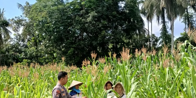 Polres Kuansing Dukung Swasembada Pangan 2026, Polsek Kuantan Mudik Pantau Perkembangan Tanaman Jagung Pipil