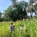 Polres Kuansing Dukung Swasembada Pangan 2026, Polsek Kuantan Mudik Pantau Perkembangan Tanaman Jagung Pipil