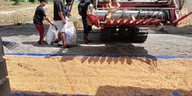 Polsek Bukitraya Lakukan Penjemuran Jagung Pipil Hasil Panen raya Poktan Bina Tani Sejahtera