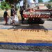 Polsek Bukitraya Lakukan Penjemuran Jagung Pipil Hasil Panen raya Poktan Bina Tani Sejahtera