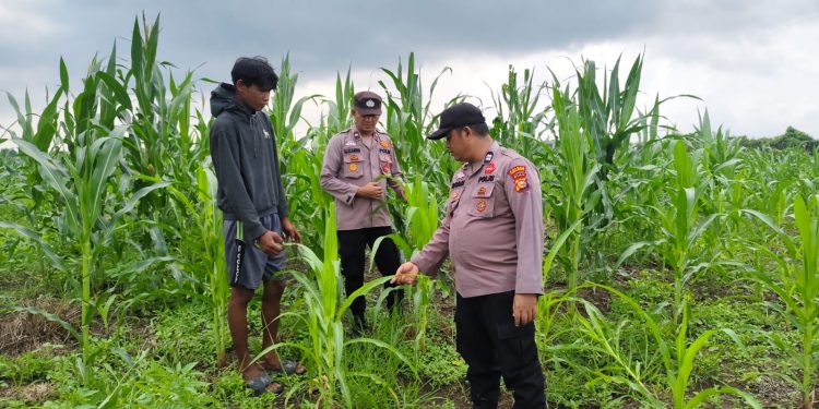Polsek Kuala Kampar Kawal 15 Ha Lahan jagung Ketahanan Panga