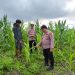 Polsek Kuala Kampar Kawal 15 Ha Lahan jagung Ketahanan Panga