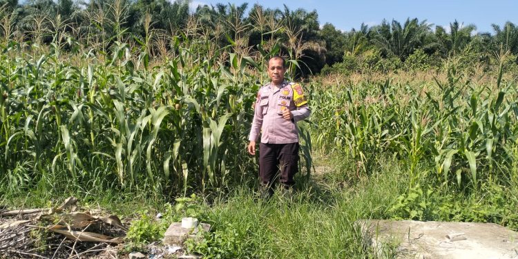Polresta Pekanbaru Perkuat Ketahanan Pangan, Polsek Rumbai Rutin Dampingi Petani Kelola Lahan Pertanian