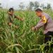 Polri Kawal Jagung Bundes Mandiri untuk Ketahanan Pangan Sekijang