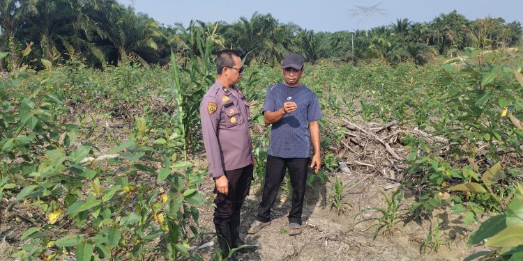 UPAYAKAN HASIL MAKSIMAL DUKUNG KETAHANAN PANGAN, PERSONIL POLRES SIAK SETIAP HARI TURUN KE LAHAN DORONG DAN BERI PENDAMPINGAN KEPADA PETANI JAGUNG PIPIL BINAAN POLRES SIAK
