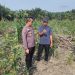 UPAYAKAN HASIL MAKSIMAL DUKUNG KETAHANAN PANGAN, PERSONIL POLRES SIAK SETIAP HARI TURUN KE LAHAN DORONG DAN BERI PENDAMPINGAN KEPADA PETANI JAGUNG PIPIL BINAAN POLRES SIAK