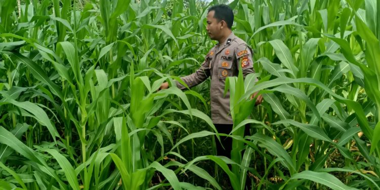 Polsek Kuantan Mudik Cek Perkembangan Jagung Pipil, Dukung Program Swasembada Pangan 2026