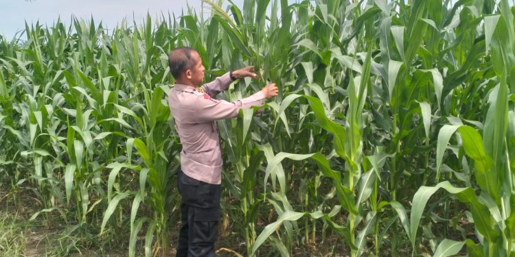 Jagung Hibrida Tumbuh Subur Polsek Pkl Kerinci dukung penuh Ketahanan panhan