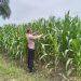 Jagung Hibrida Tumbuh Subur Polsek Pkl Kerinci dukung penuh Ketahanan panhan