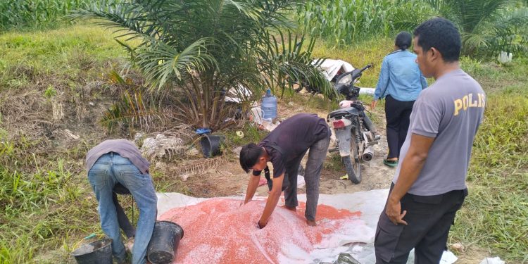 Pemupukan Kedua Jagung Pipil KUD Sialang Makmur, Polri Kuatkan Ketahanan Pangan Pelalawan