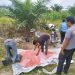 Pemupukan Kedua Jagung Pipil KUD Sialang Makmur, Polri Kuatkan Ketahanan Pangan Pelalawan
